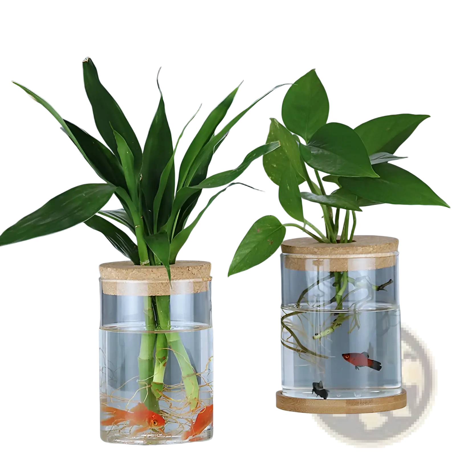 Hydroponic glass vase with cork lid clear glass with bamboo base holding different green plants in water