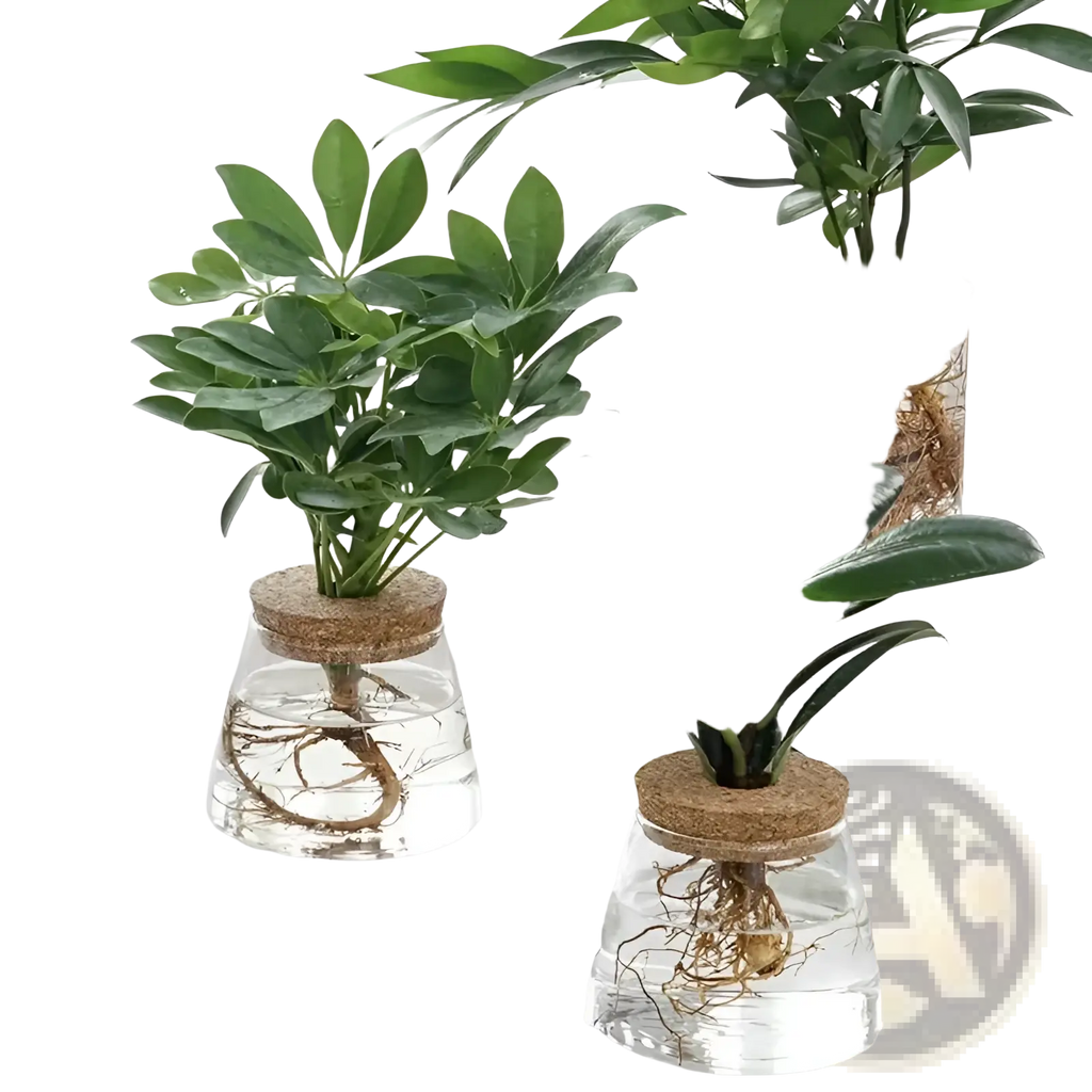 Clear glass hydroponic vases with cork lids each holding small green leafy plants for indoor gardening use