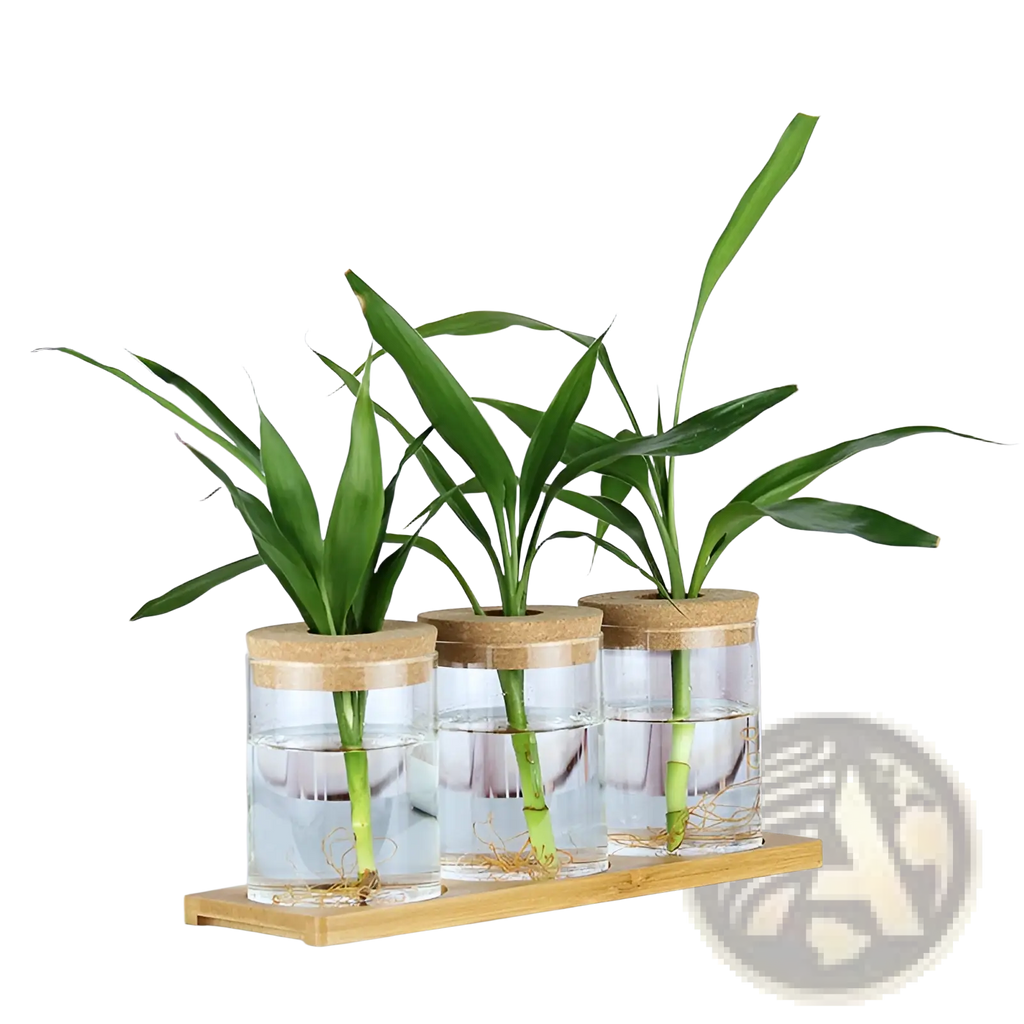 Three clear glass hydroponic vases with cork lids each containing a green lucky bamboo plant in water