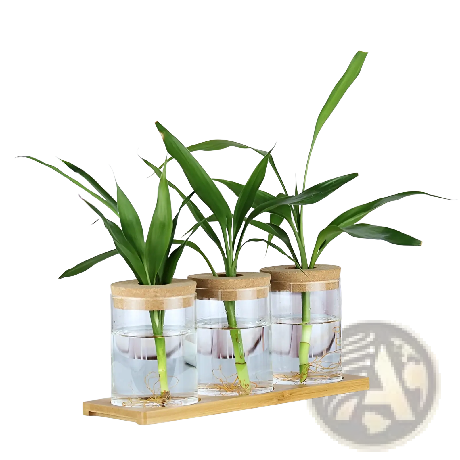 Three clear glass hydroponic vases with cork lids each containing a green lucky bamboo plant in water