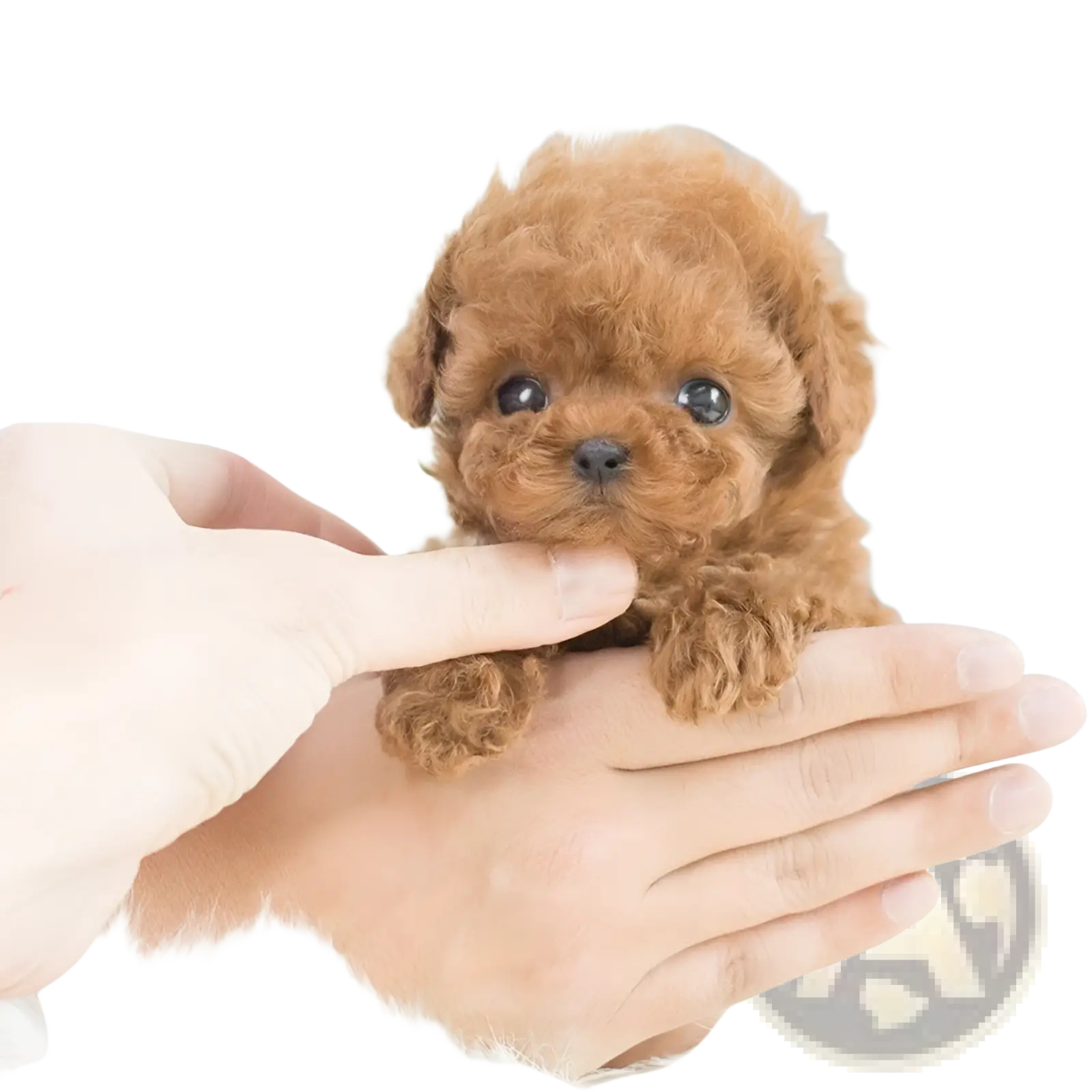 Interactive plush robot puppy with sound and music featuring a fluffy light brown poodle design with soft curly fur and dark eyes