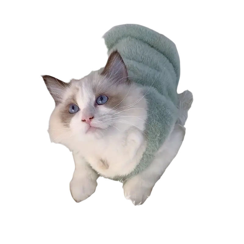 A fluffy ragdoll cat wears a mint-green fuzzy winter sweater with a cute pig appliqué, ideal kittens clothes accessory