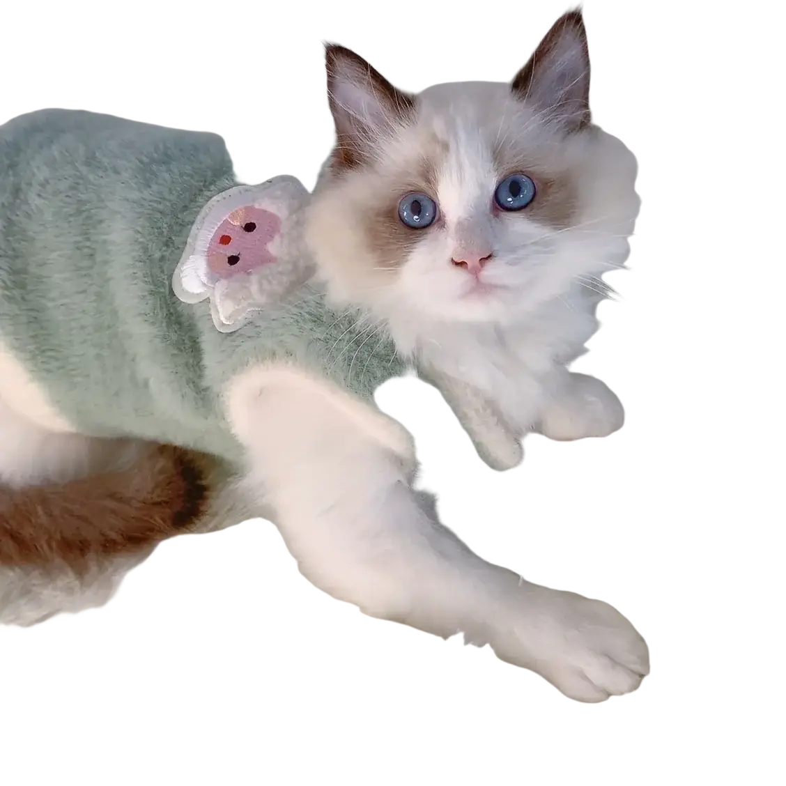 A fluffy white and brown ragdoll kitten wearing a soft mint green fuzzy winter sweater with a pink cloud patch for kittens clothes and cats accessories