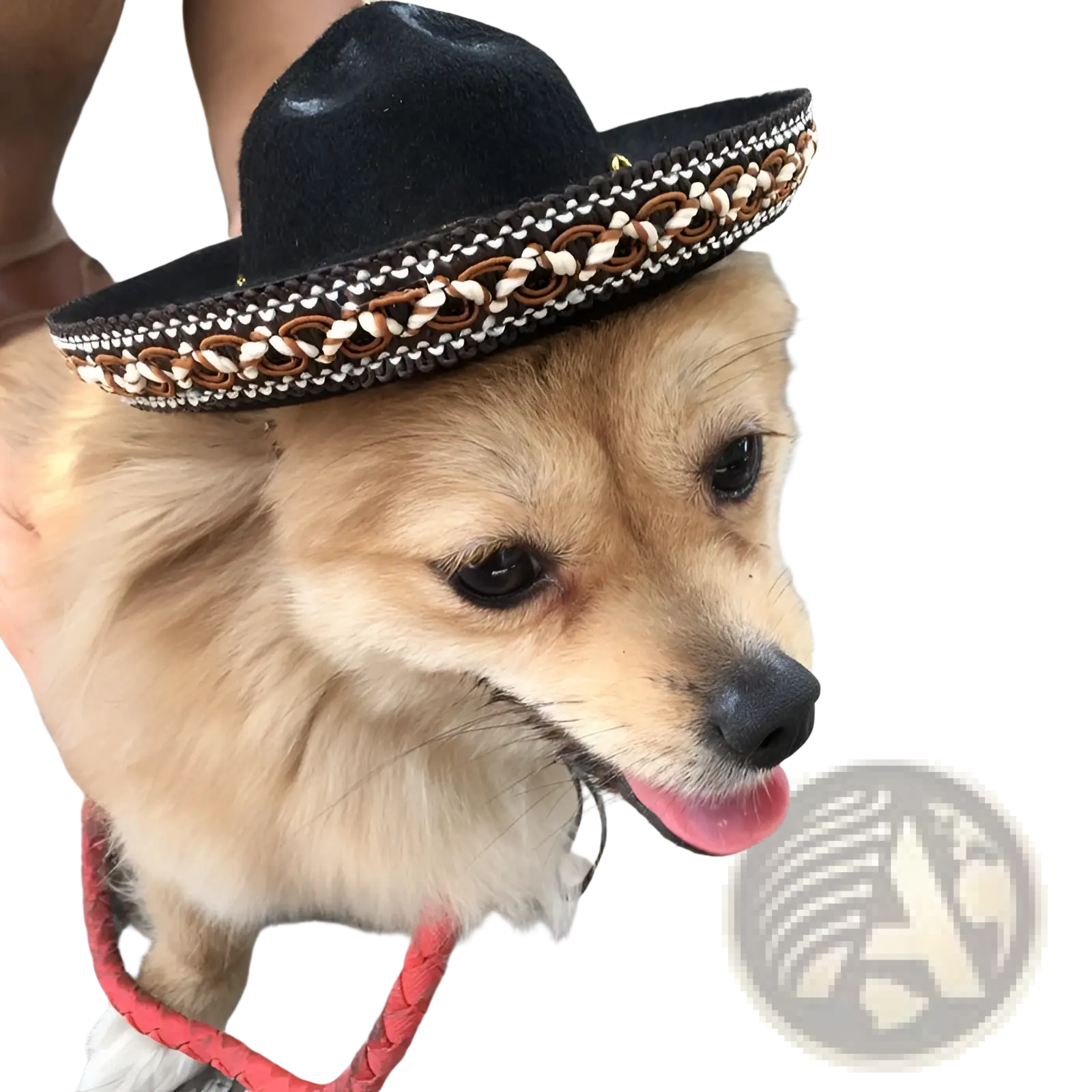 Black felt knitted dog sombrero hat with braided brown and white trim for pet costume use