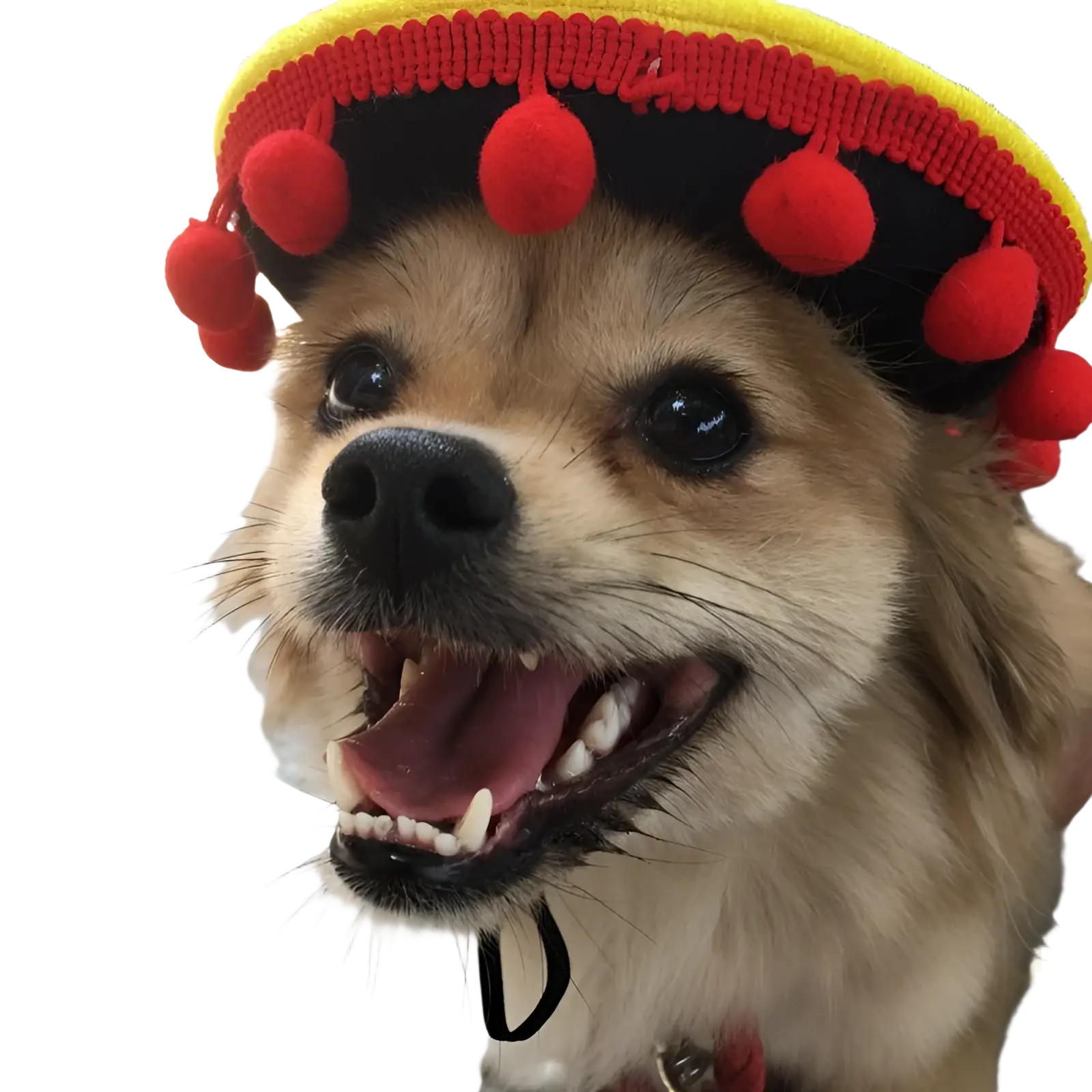 A cheerful tan dog wearing a knitted yellow and black dog sombrero hat with red pom-poms pet costume
