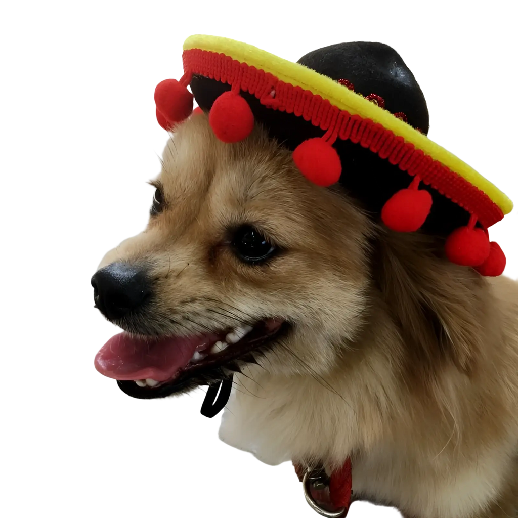 A fluffy tan dog wearing a black knitted dog sombrero hat with yellow brim and red pom poms pet costume
