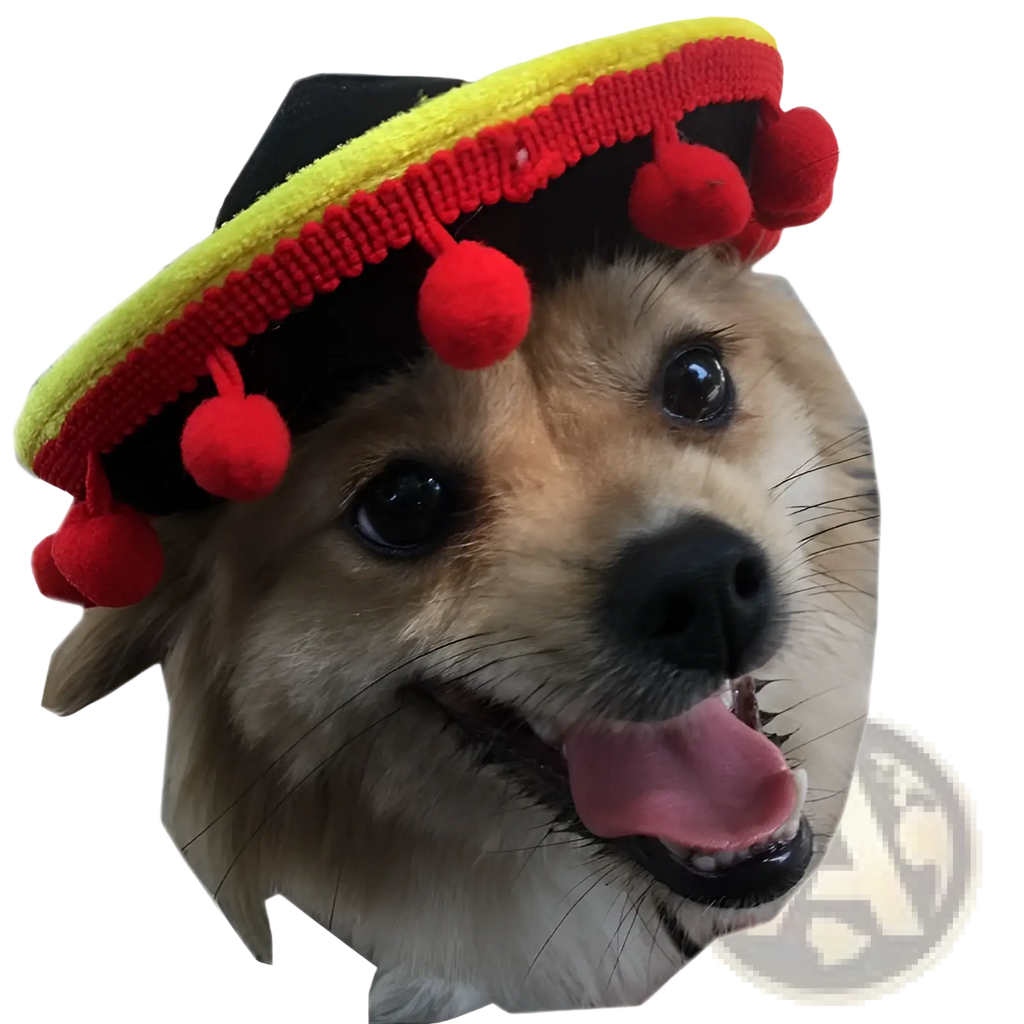 A vibrant knitted dog sombrero hat with a black crown yellow brim and red pom-pom tassels for pet costume