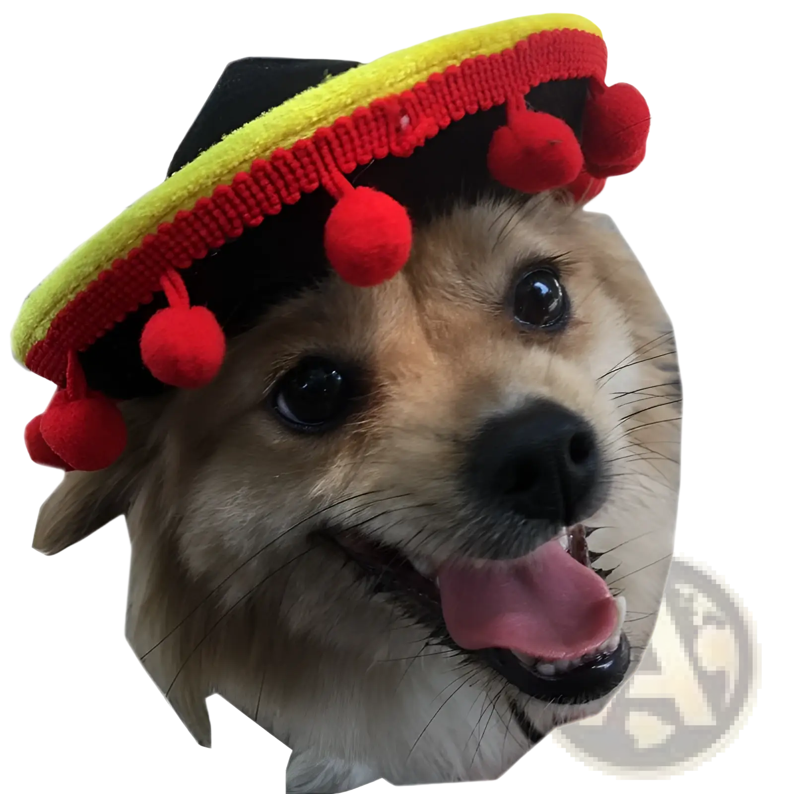 A vibrant knitted dog sombrero hat with a black crown yellow brim and red pom-pom tassels for pet costume