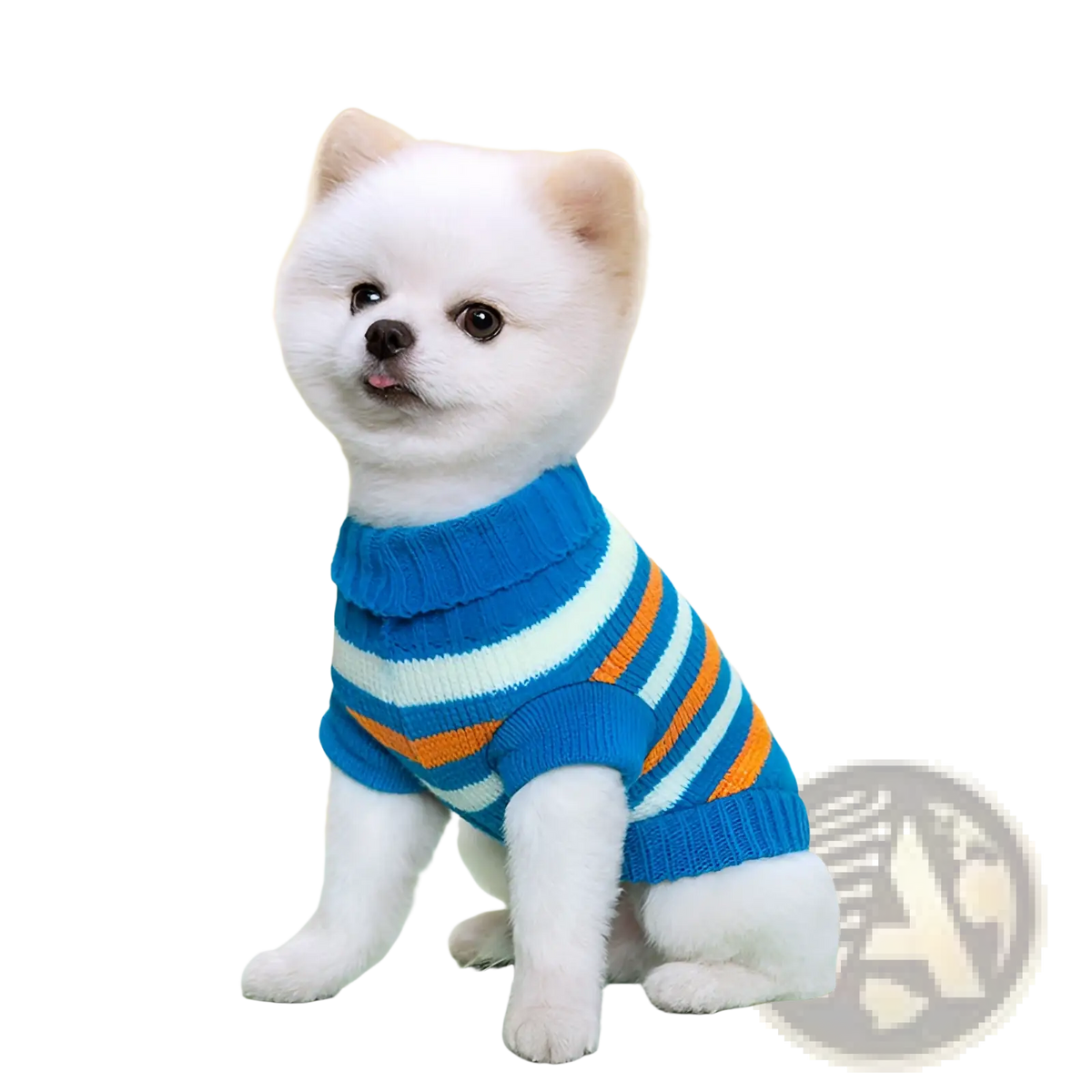 A fluffy white pomeranian wearing a vibrant blue orange and light green striped knitted wool dog sweater