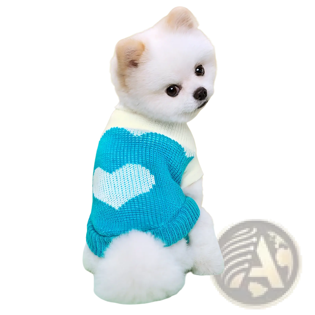 A fluffy white pomeranian wearing a turquoise knitted wool dog sweater with a white heart design