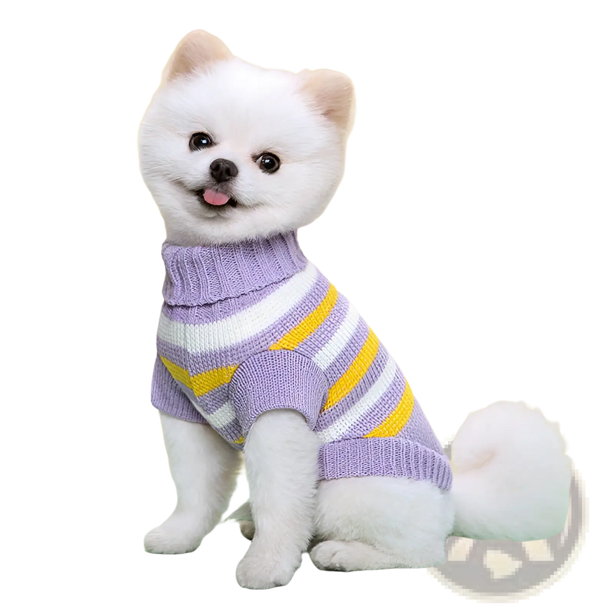 A fluffy white pomeranian wearing a cozy lavender and yellow striped knitted wool dog sweater with turtleneck collar