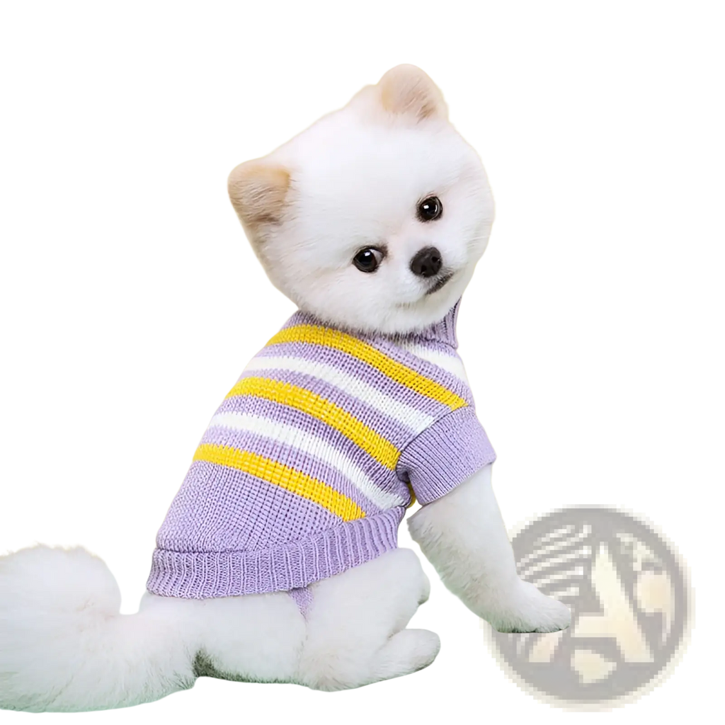 A fluffy white pomeranian wearing a lavender and yellow striped knitted wool dog sweater for pets