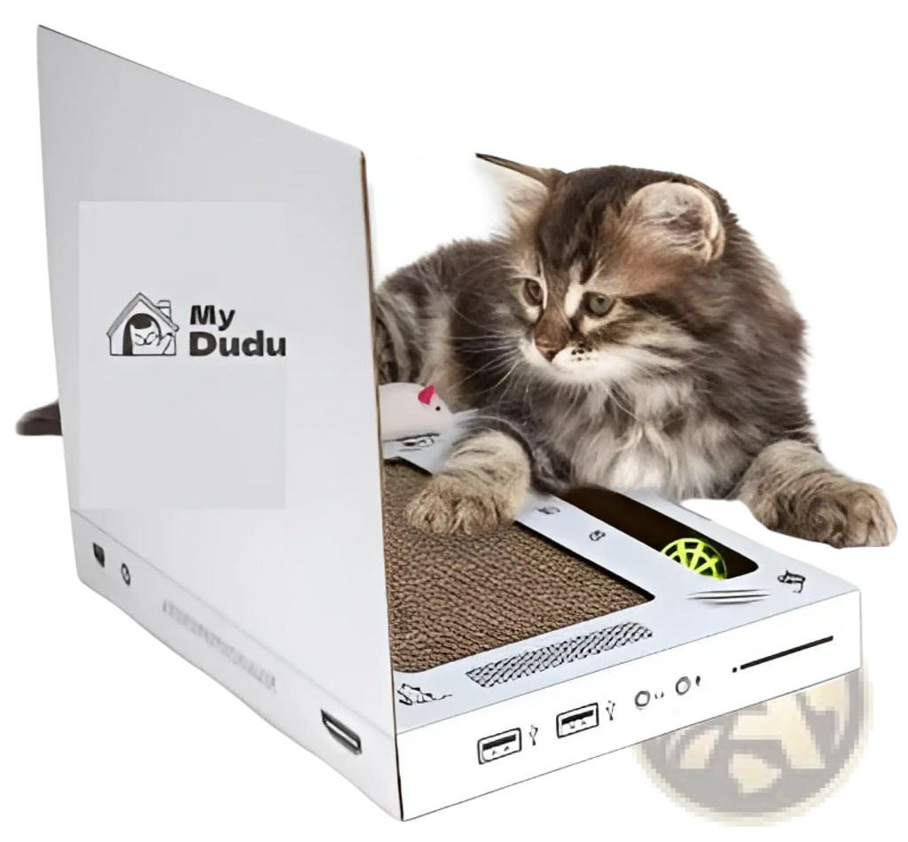 White cardboard laptop-shaped cat scratcher with a tabby kitten resting on it as a toy notebook