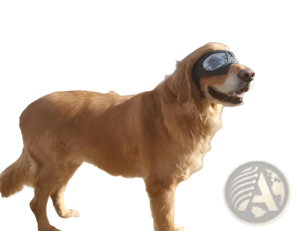 Golden retriever wearing black large dog goggles with uv protection reflective lens for windproof ski eyewear use