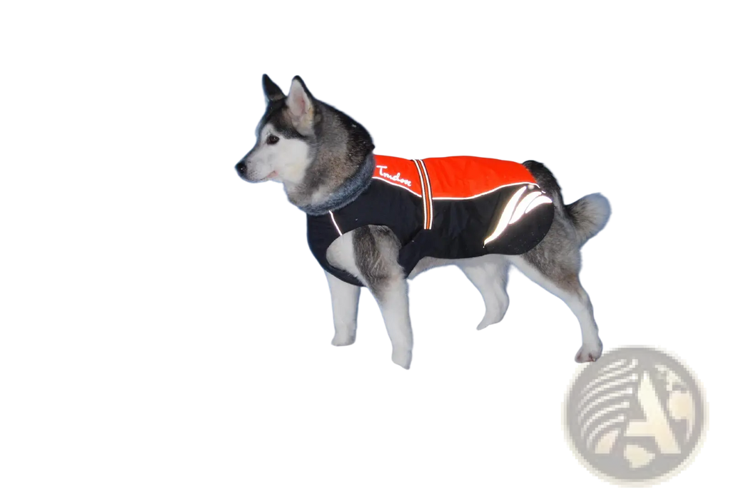 Back side of a black and orange reflective led waterproof dog down jacket with white stripes and tundra logo