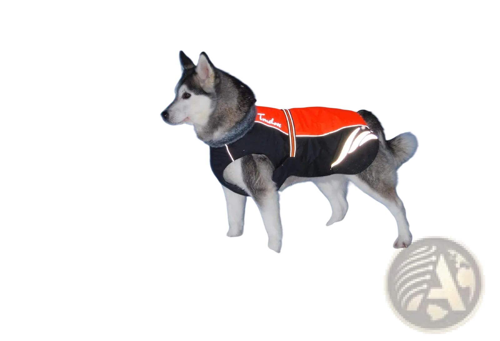 Back side of a black and orange reflective led waterproof dog down jacket with white stripes and tundra logo