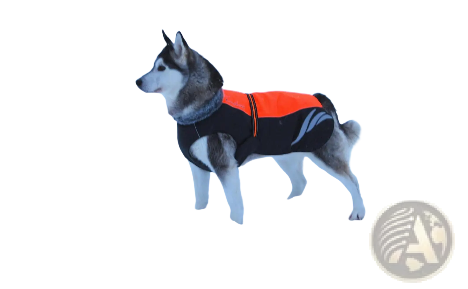 Led waterproof dog down jacket winter warm in black and orange with reflective stripes showing the back side