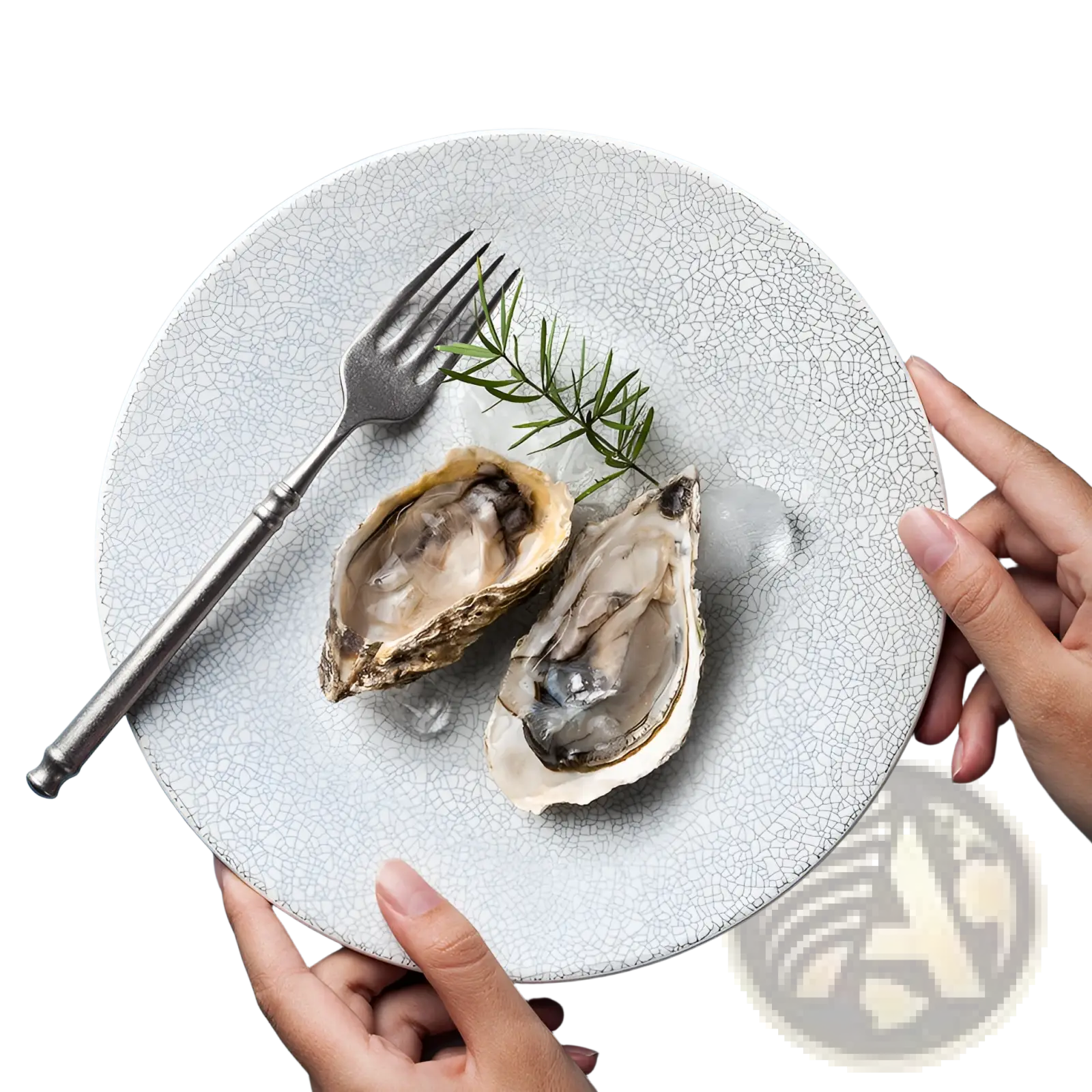Light gray crackled ceramic Lucerne Sophie white plate with two oysters and greenery on ice for seafood serving