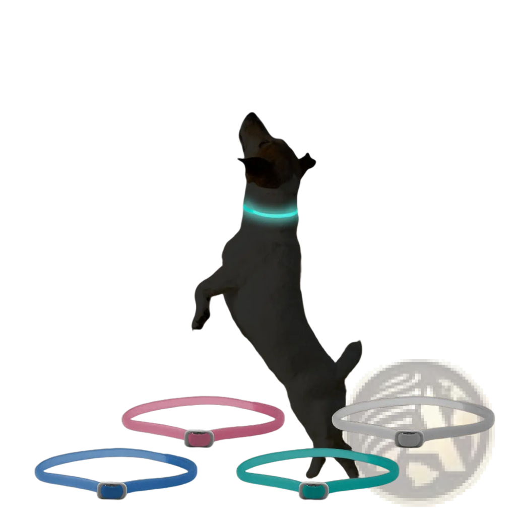 A glowing teal led luminous flea and tick collar for dogs and cats with a silver buckle shown on a dog in a field