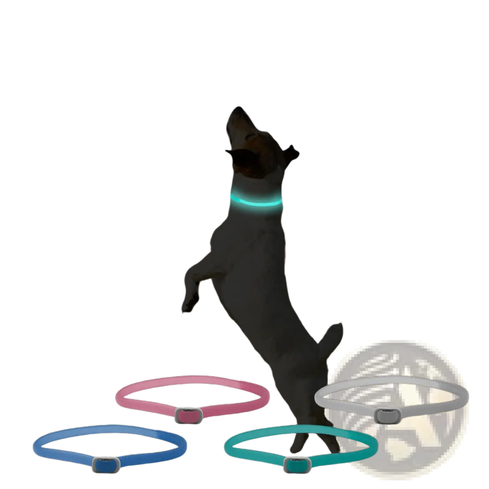 A glowing teal led luminous flea and tick collar for dogs and cats with a silver buckle shown on a dog in a field