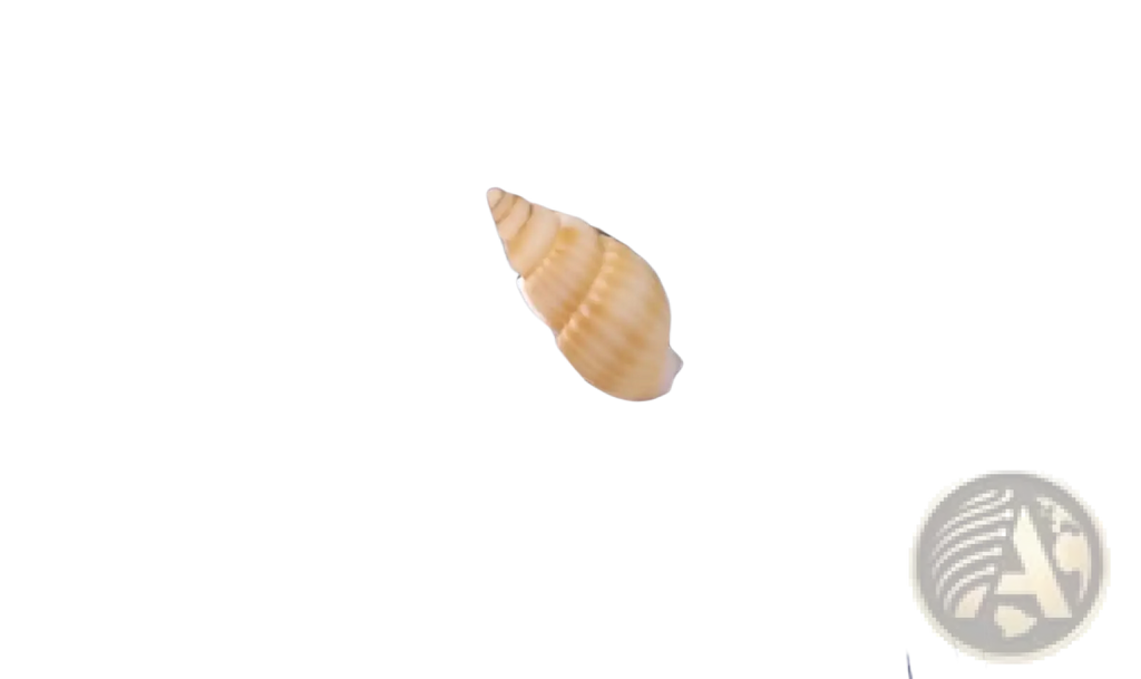 A delicate pale yellow spiral seashell decor rests on a dark blue mesh surface in Mediterranean lighthouse garden statue