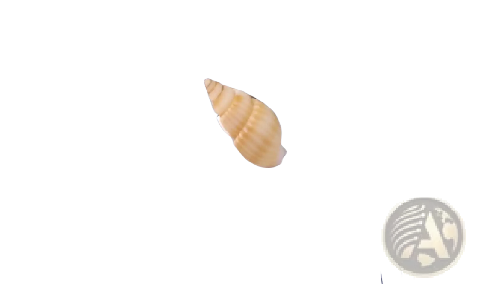 A delicate pale yellow spiral seashell decor rests on a dark blue mesh surface in Mediterranean lighthouse garden statue