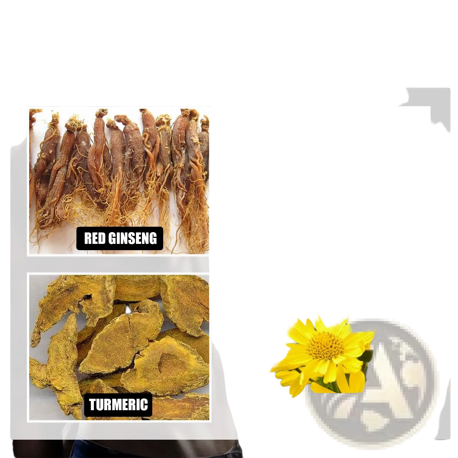Men’s massage essential oil 10ml featuring dried red ginseng roots with deep brown color and intricate root structure