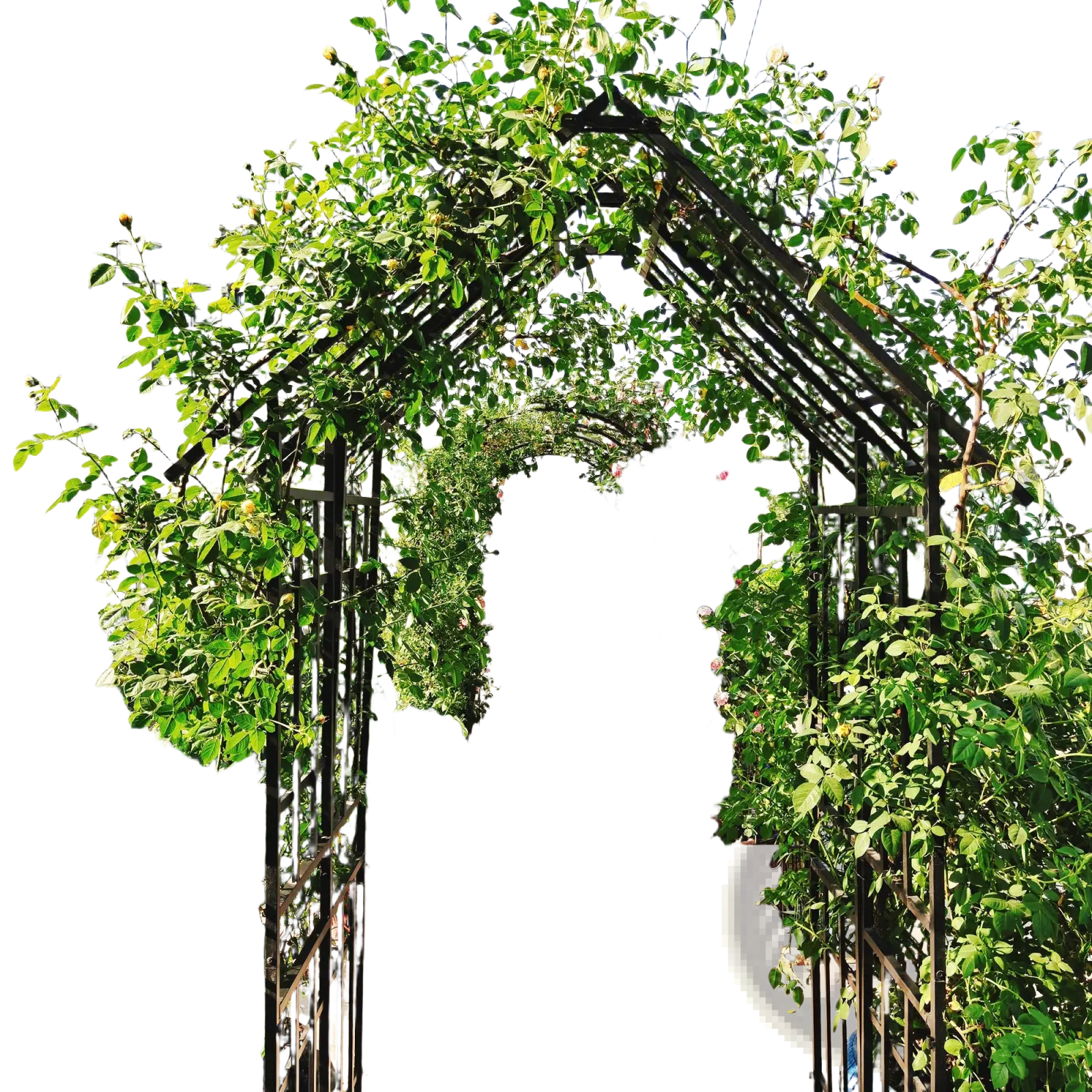 Black metal garden arch trellis with gate covered in lush green vines and blooming pink roses measuring 97 inches