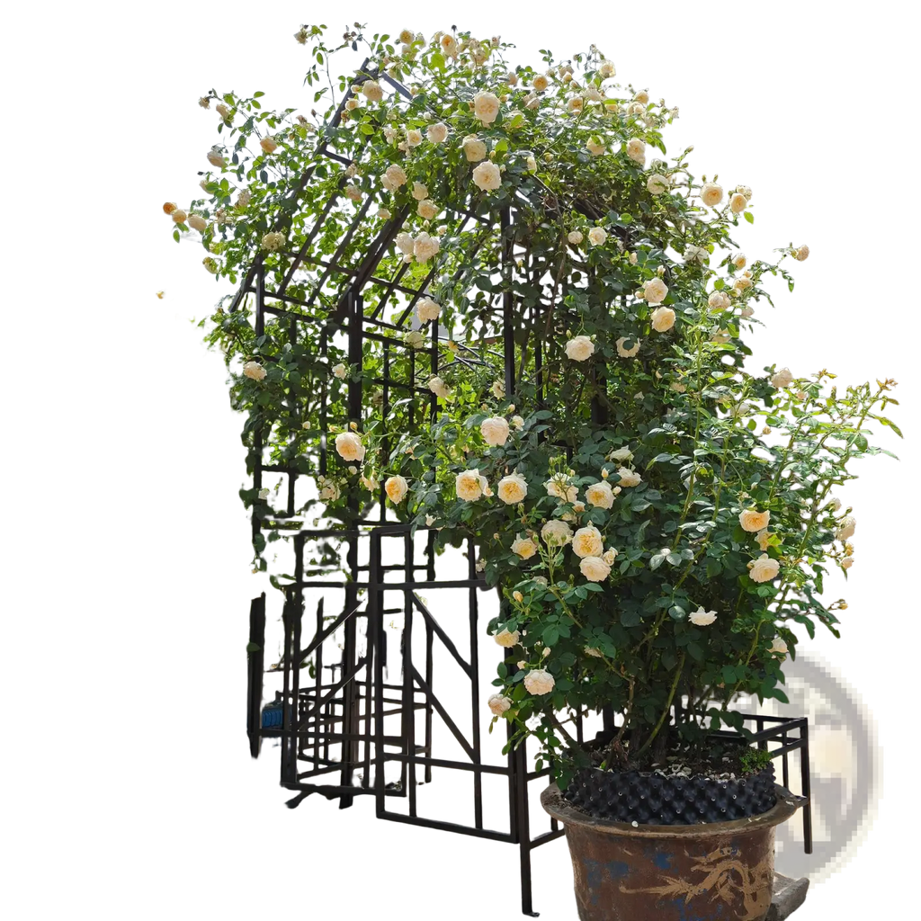 A black iron metal garden arch with gate featuring a lush climbing cream rose arbor on a 97 inch trellis