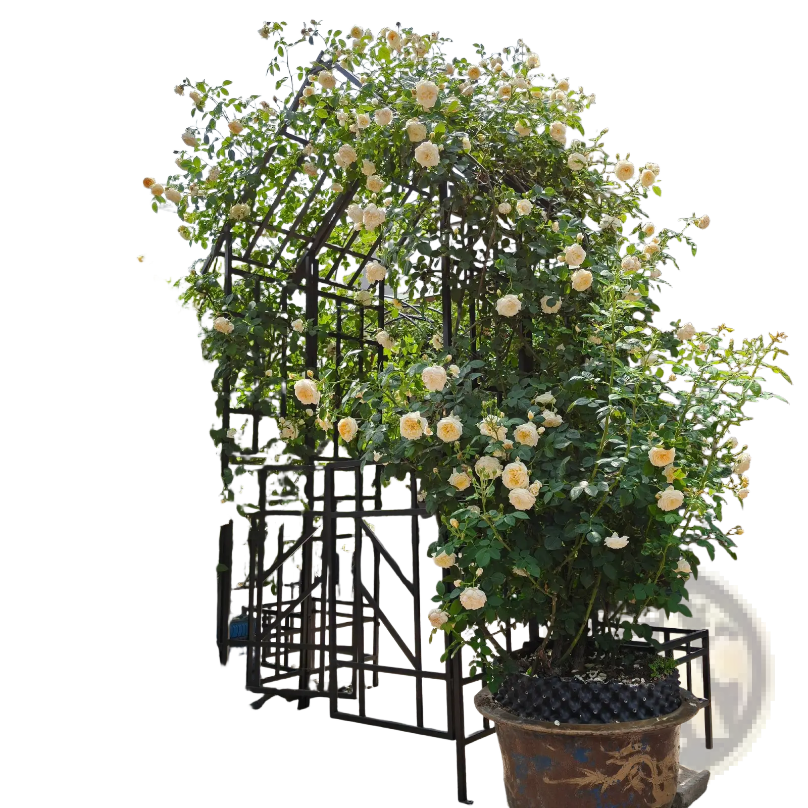 A black iron metal garden arch with gate featuring a lush climbing cream rose arbor on a 97 inch trellis