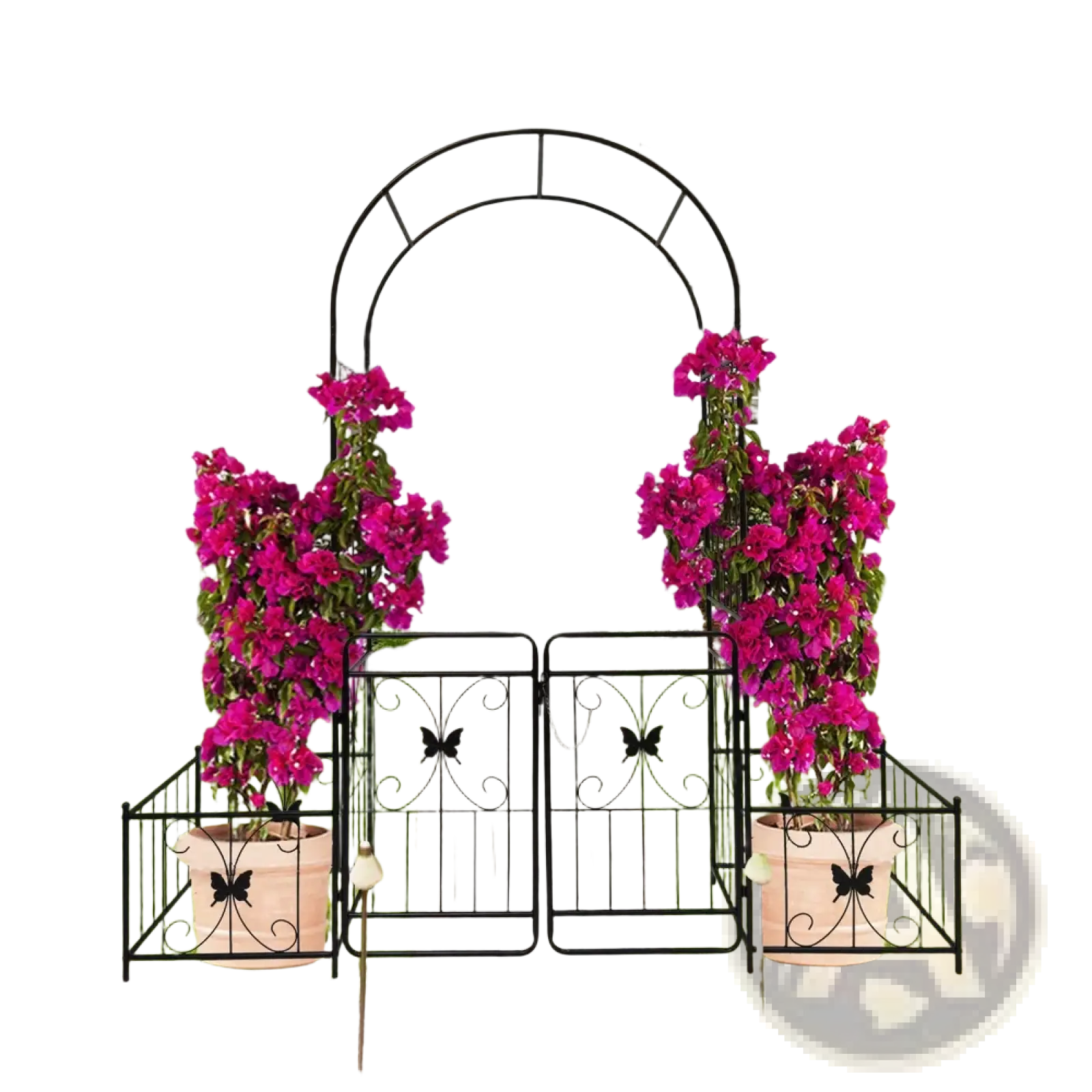 Black wrought iron metal garden arch with butterfly gate trellis arbor flanked by potted magenta bougainvillea plants