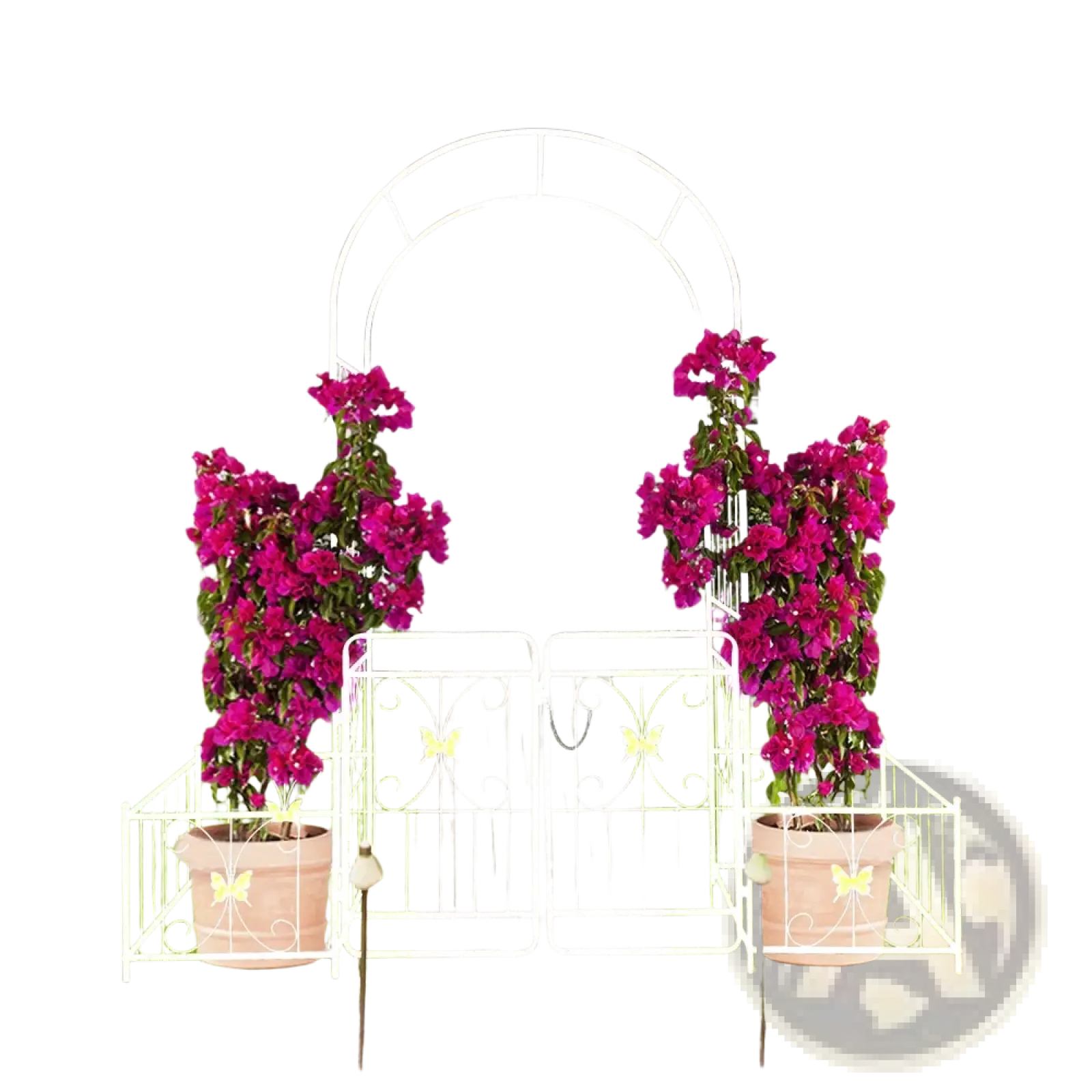 White wrought iron metal garden arch with butterfly gate trellis flanked by magenta bougainvillea in terracotta pots