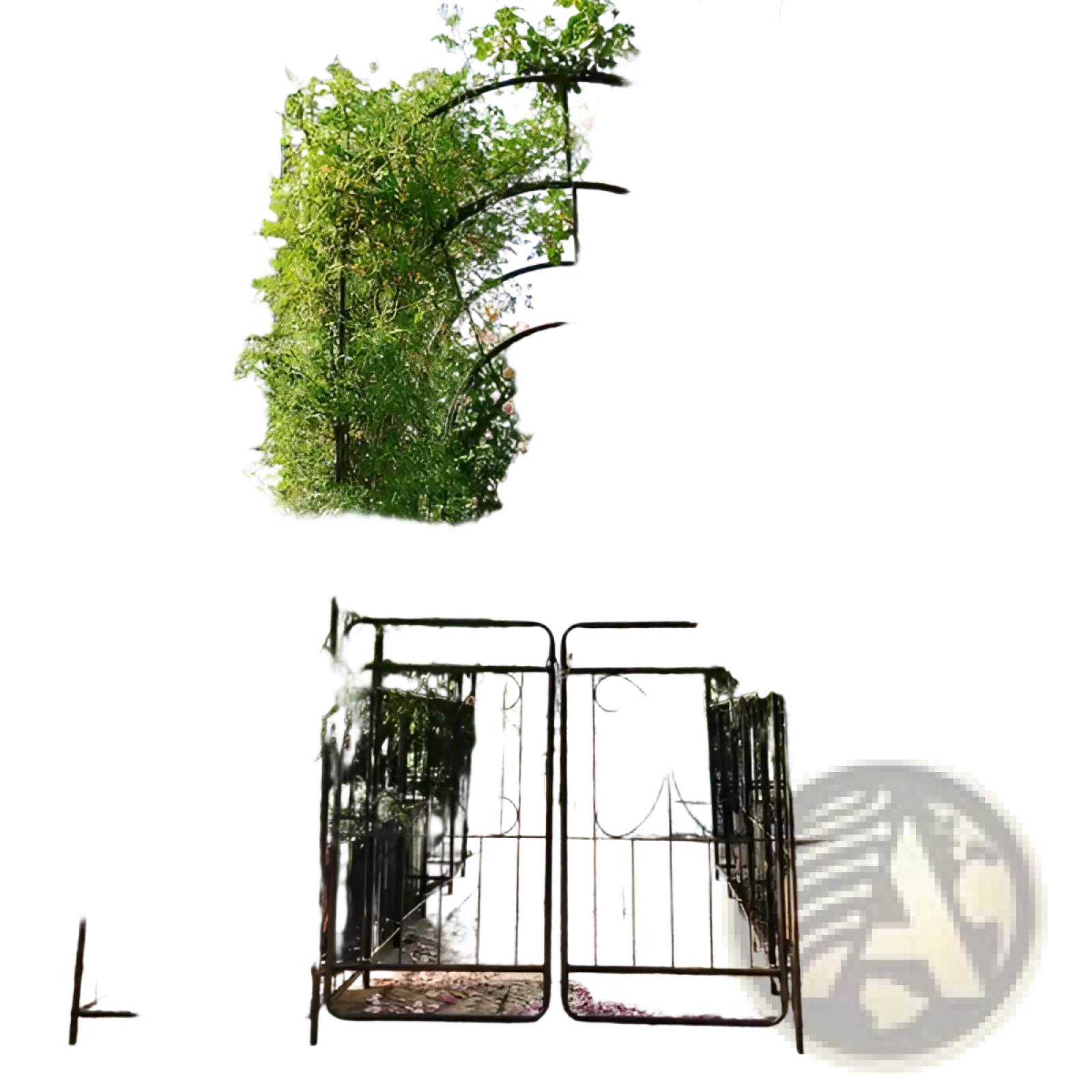 Black wrought iron metal garden arch with gate butterfly trellis arbor adorned with pink climbing roses and green foliage