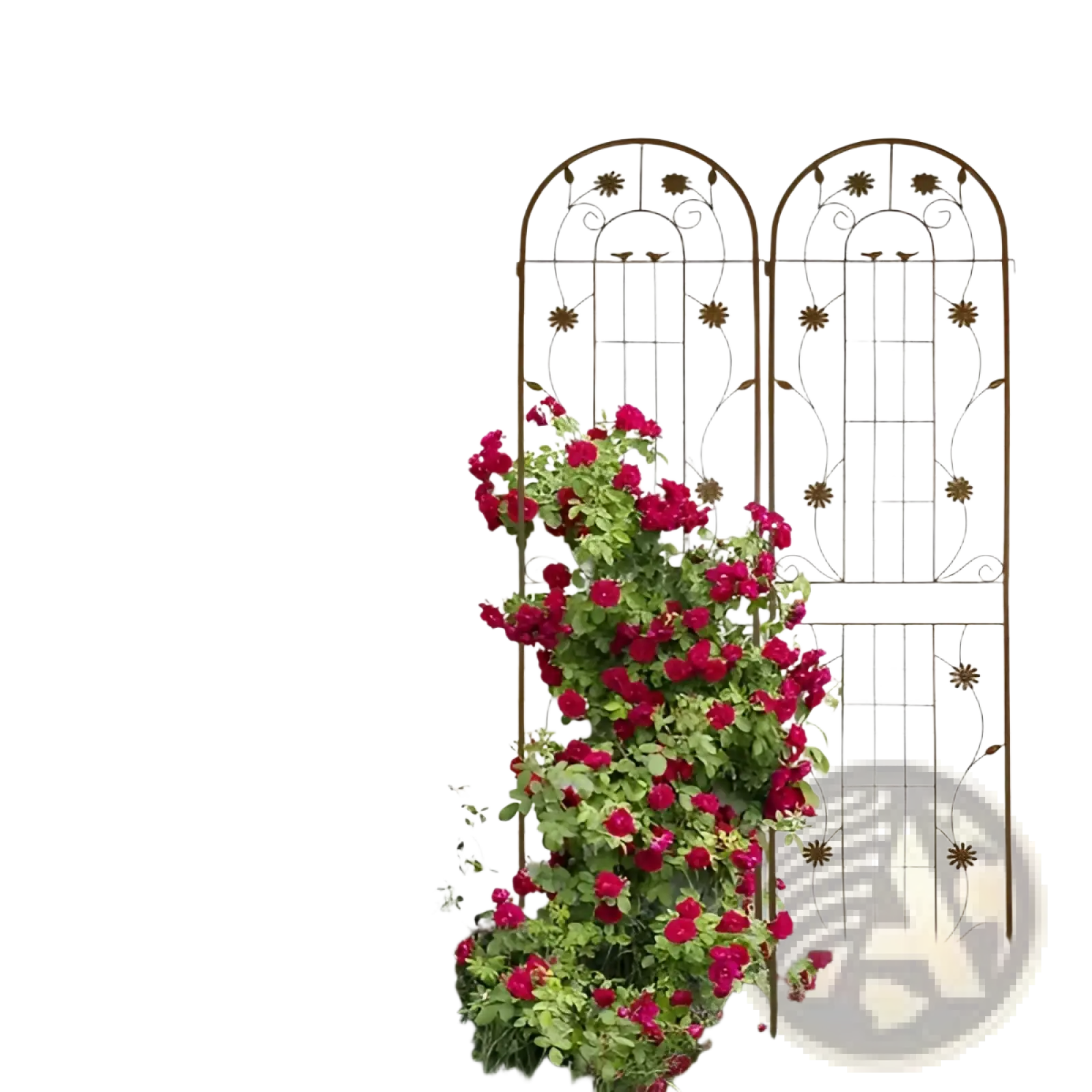 Metal garden trellis 2 pack with arched top and floral motifs supporting vibrant red roses made of ornamental metal