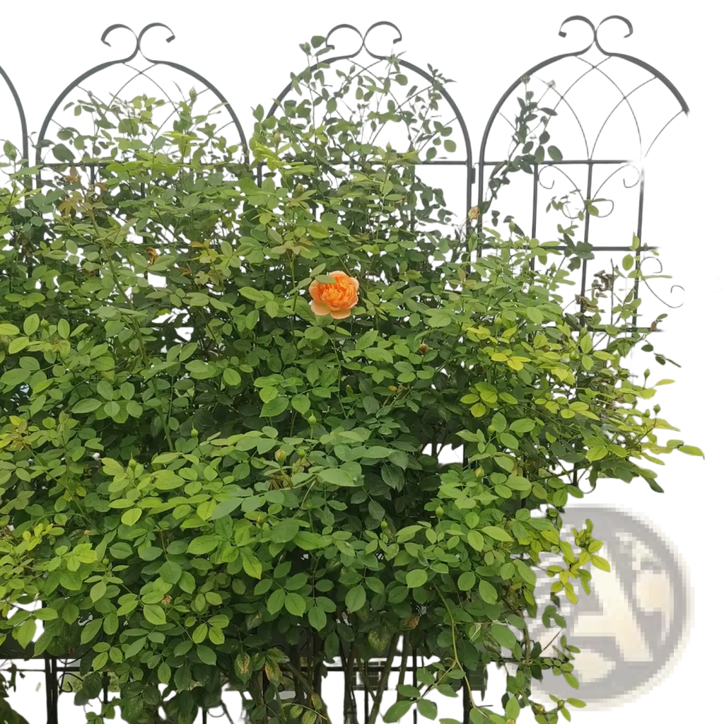 A vibrant orange rose blooms on a black wrought iron 71 inch arched metal garden trellis support 4 pack