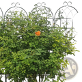 A vibrant orange rose blooms on a black wrought iron 71 inch arched metal garden trellis support 4 pack