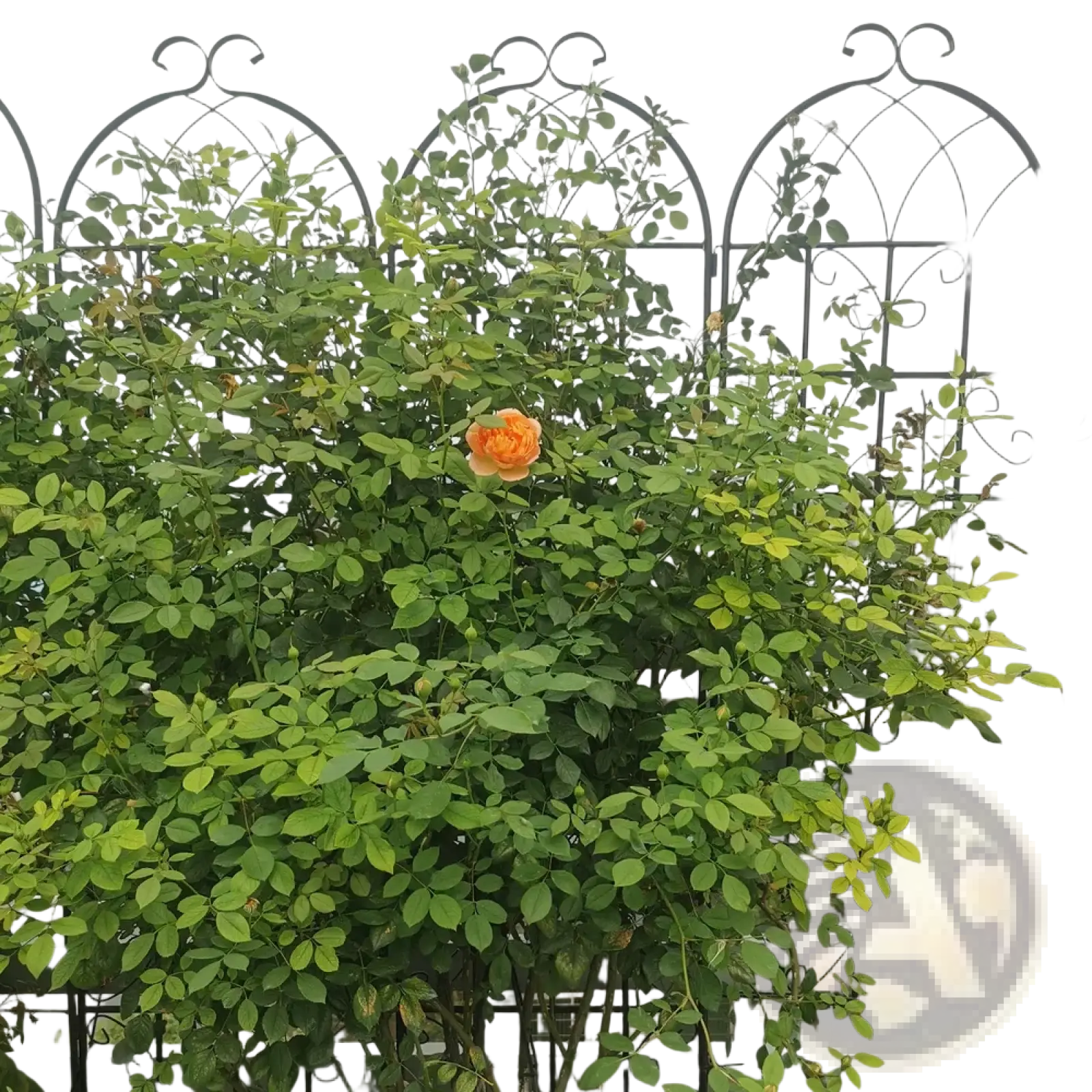 A vibrant orange rose blooms on a black wrought iron 71 inch arched metal garden trellis support 4 pack