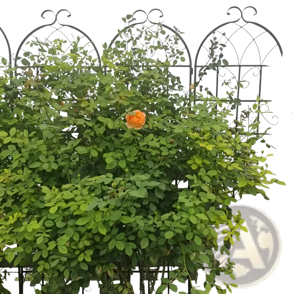 A vibrant orange rose blooms on a black wrought iron metal garden trellis 4 pack 71 inch arched iron support