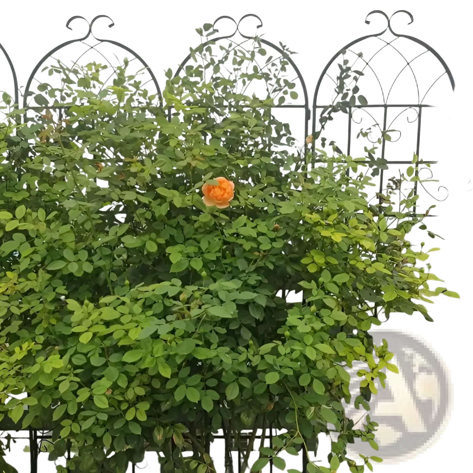 A vibrant orange rose blooms on a black wrought iron metal garden trellis 4 pack 71 inch arched iron support