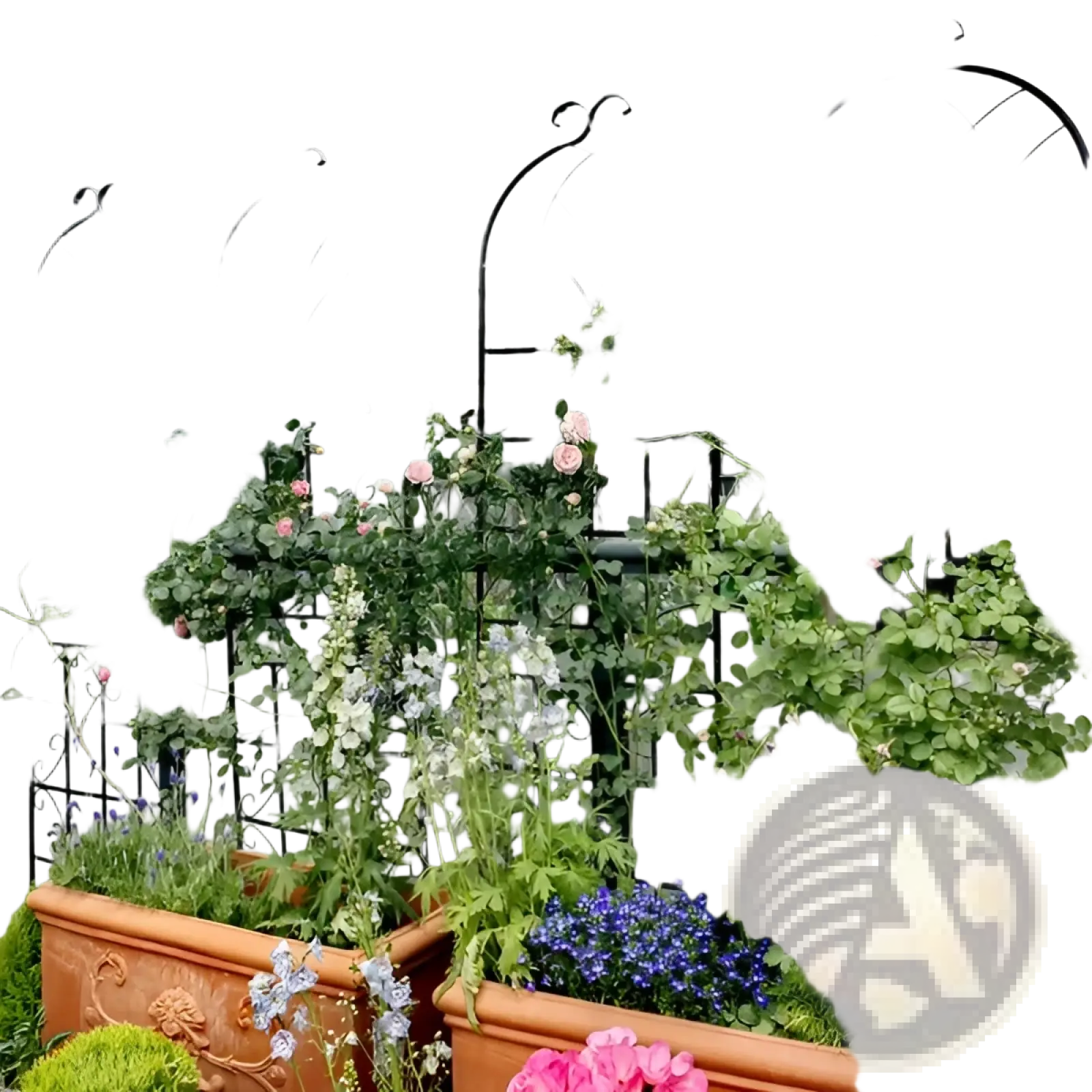 Black wrought iron 71 inch arched metal garden trellis with ornate scrollwork supporting climbing roses and plants