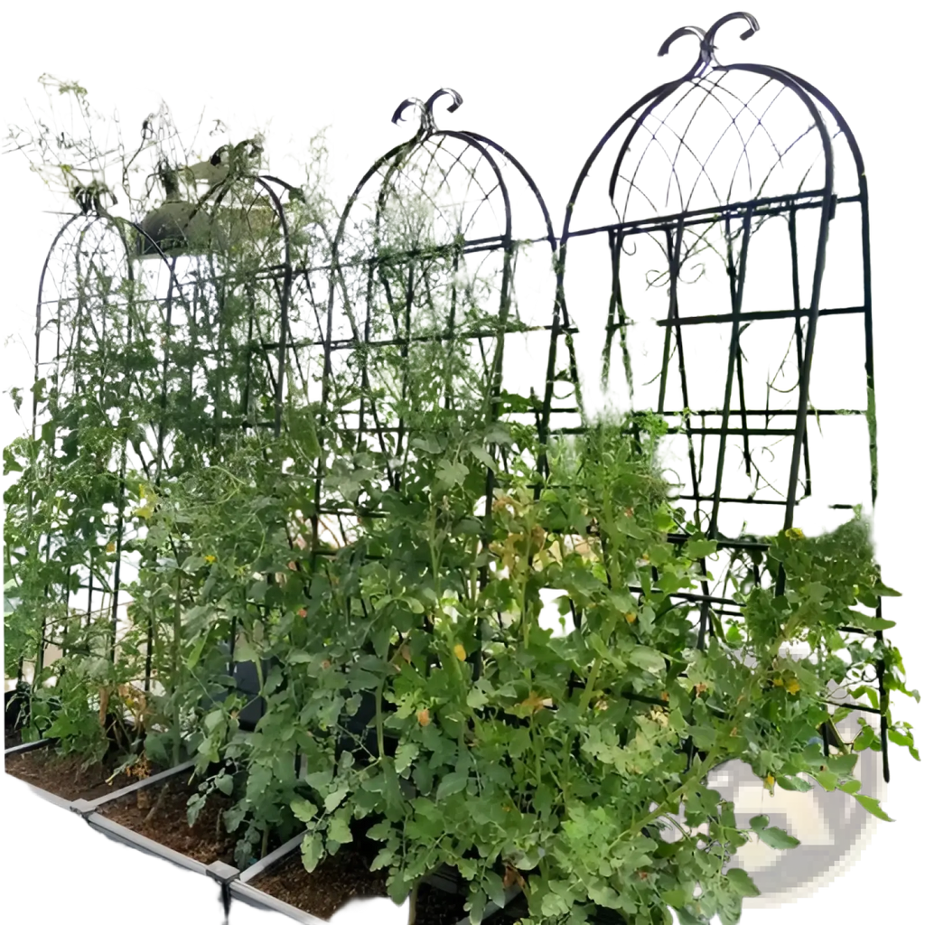 Black wrought iron garden trellises with ornate scrollwork support tomato plants in rectangular planters 71 inch arched design
