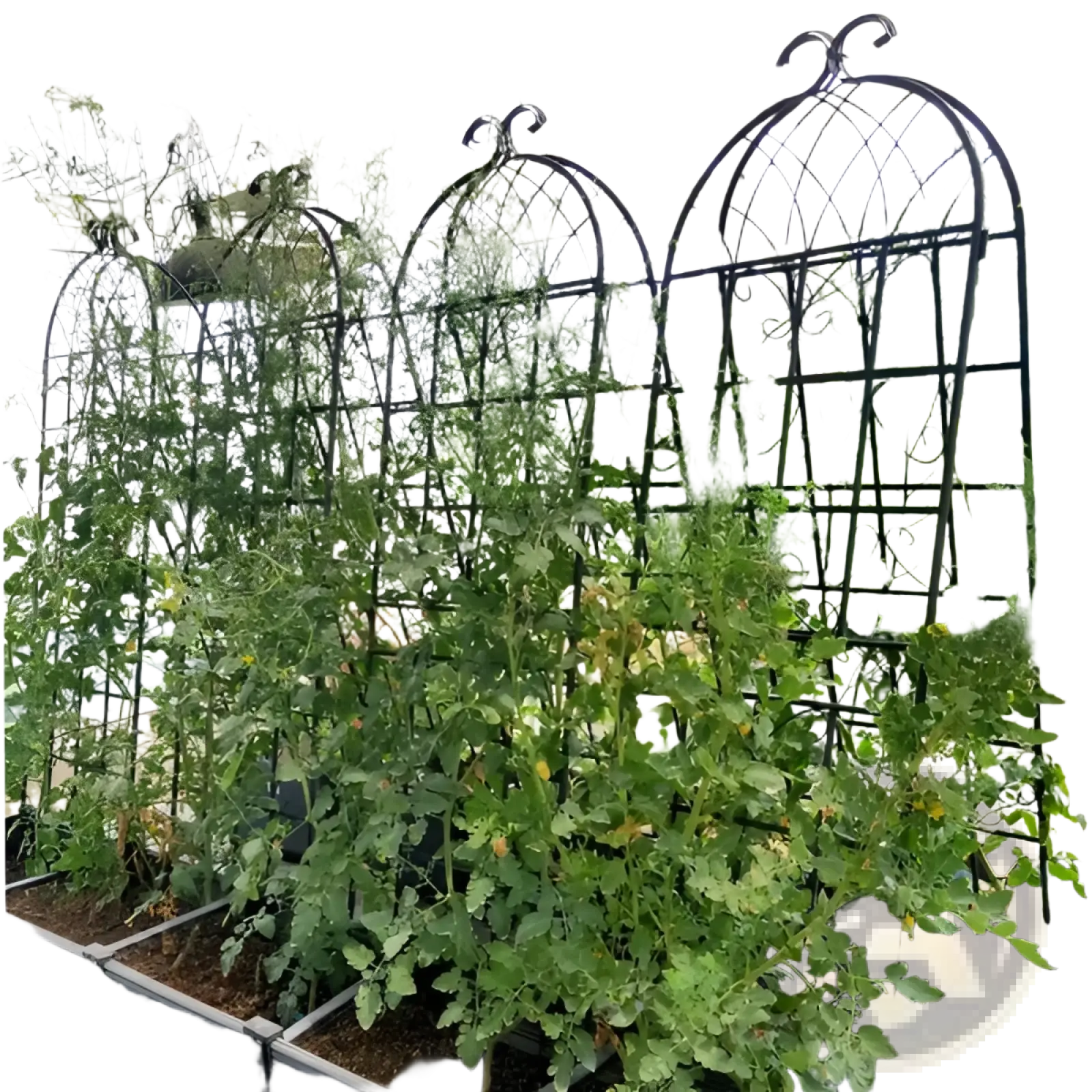 Black wrought iron garden trellises with ornate scrollwork support tomato plants in rectangular planters 71 inch arched design