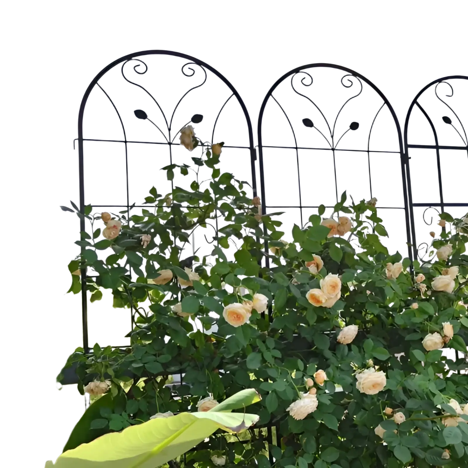 Black wrought iron metal garden trellis 87 inch arched butterfly design with ornate scrollwork and peach roses