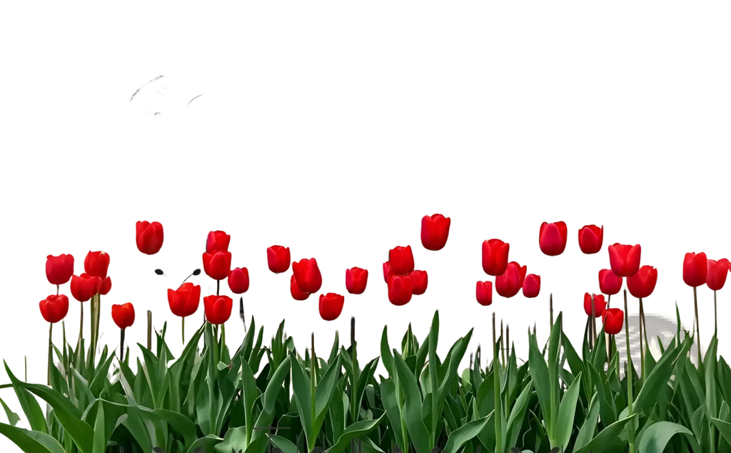 Metal garden trellis 4 pack with vibrant red tulip garden and black wrought iron butterfly scrollwork design