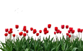 Metal garden trellis 4 pack with vibrant red tulip garden and black wrought iron butterfly scrollwork design