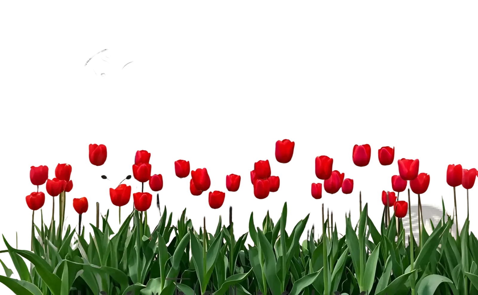 Metal garden trellis 4 pack with vibrant red tulip garden and black wrought iron butterfly scrollwork design