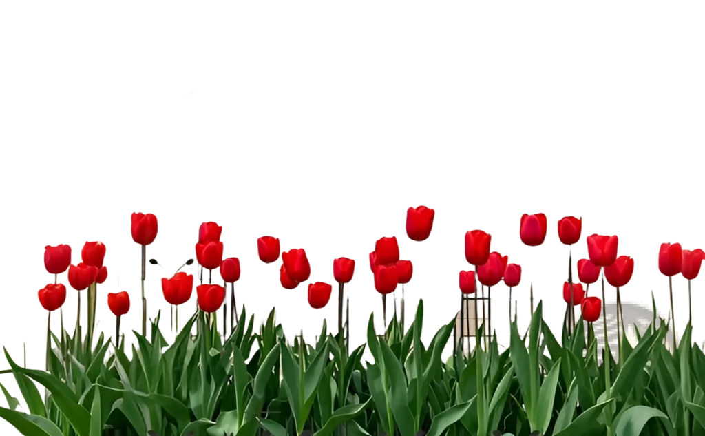 Red tulips blooming in front of black wrought iron metal garden trellis 4 pack butterfly scrollwork 86.7