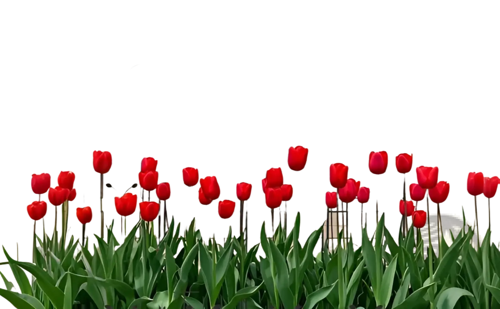 Red tulips blooming in front of black wrought iron metal garden trellis 4 pack butterfly scrollwork 86.7