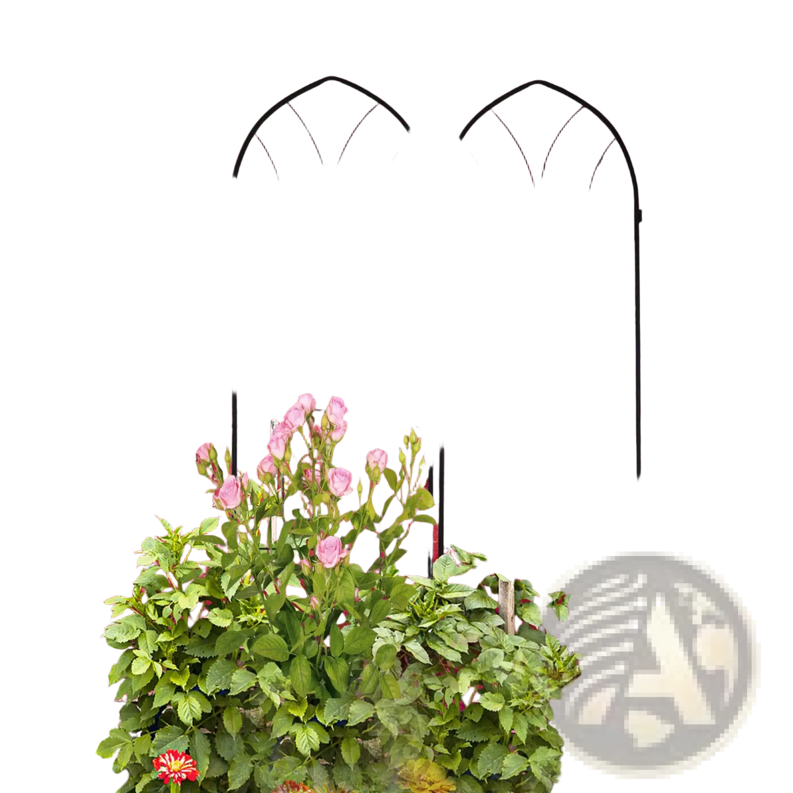 Black wrought iron metal garden trellis with arched top and circular accents holding two white hanging planters