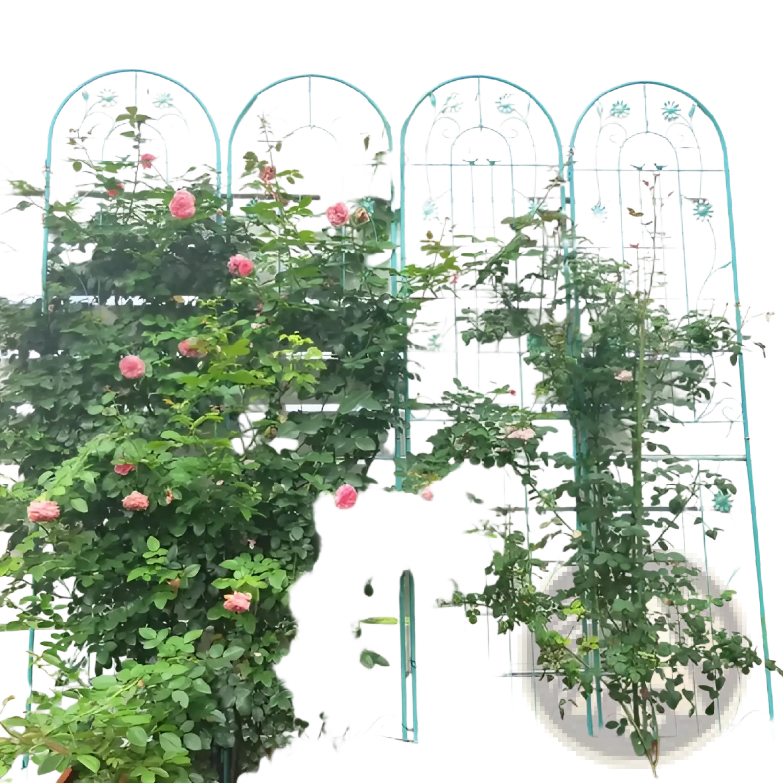 Light blue metal garden trellis 4 pack with floral and vine designs supporting climbing pink roses